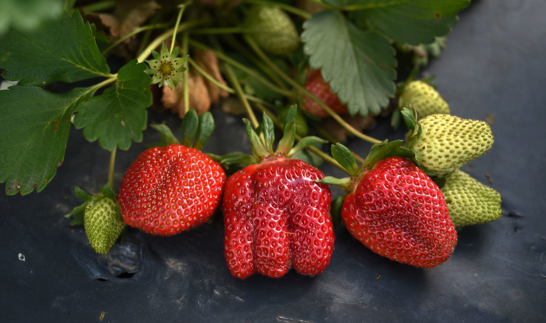 Country Roads Strawberries
